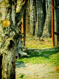 Trees in forest