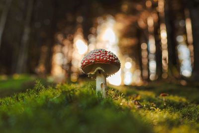 mushroom