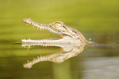 Crocodile hunter in lake