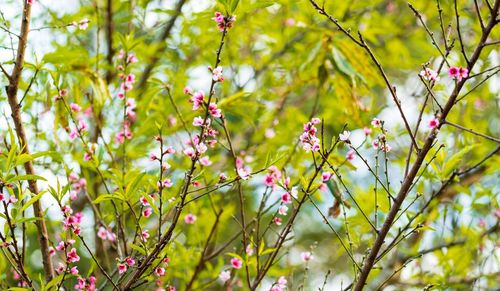 Close-up of flowering plant against tree