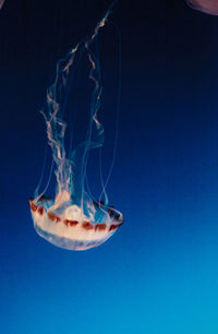 Close-up of jellyfish swimming in sea