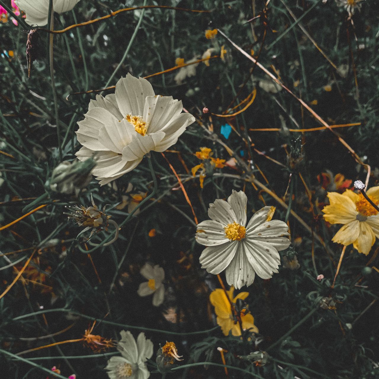 CLOSE-UP OF WHITE FLOWERING PLANTS