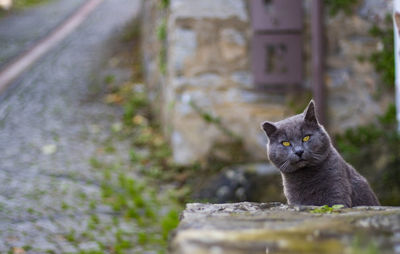 Portrait of cat sitting on wall