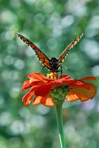 Close-up of butterfly pollinating on flower