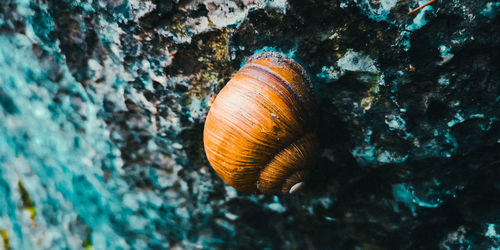 Close-up of snail