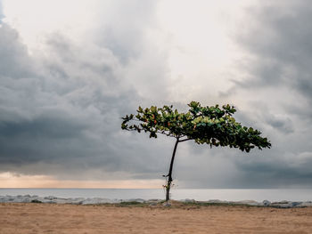 A solo tree on a beach against clouds