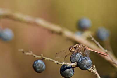 Close-up of insect on twig