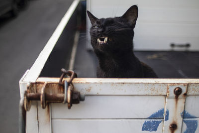 Close-up of a cat