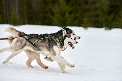 Dog running on snow covered land