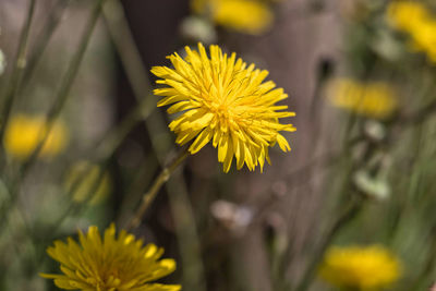 Close-up of yellow dandelion flower