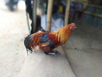 Close-up of rooster