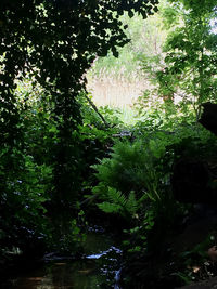 Scenic view of lake in forest