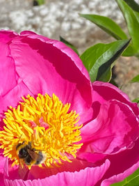 Close-up of insect on pink flower