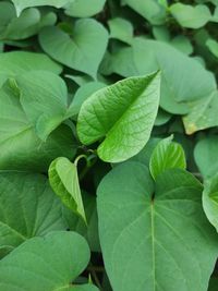 Dark green asian sweet potato leaf background, clustered and bright