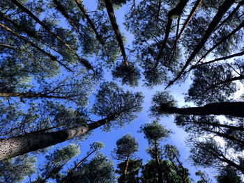 Low angle view of trees against sky