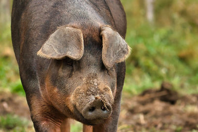 Close up of a giant pig