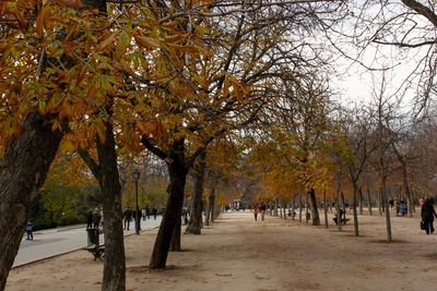 Trees in park during autumn