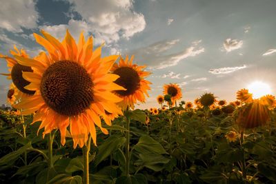 Close-up of sunflower on field against sky