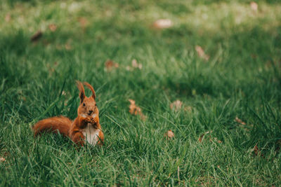 View of a dog on field