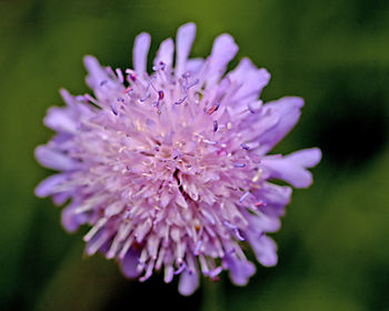 Close-up of purple flowering plant