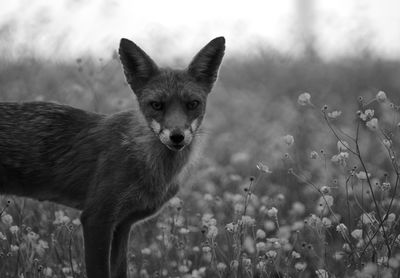Portrait of a fox in flowerbed