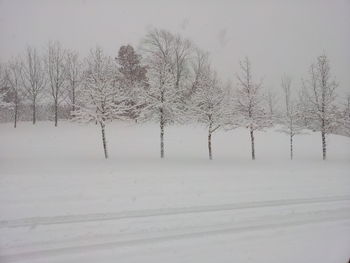 Bare trees on snow covered field