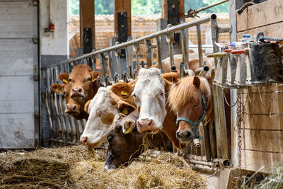 Dairy cows eating hay in barn on farm