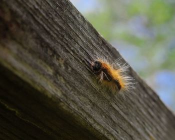 Close-up of insect on tree trunk