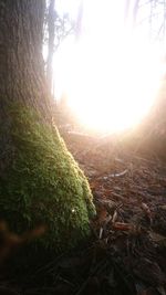 Close-up of tree trunk in forest