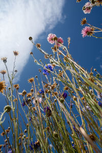 Low angle view of flowering plants against sky