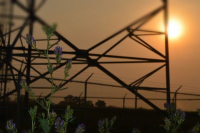 Close-up of plants at sunset