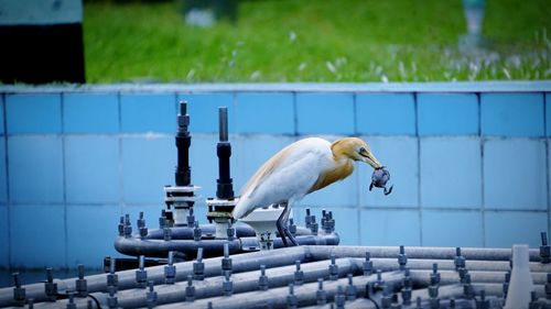 Birds perching