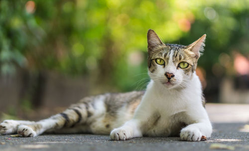 Portrait of cat sitting outdoors