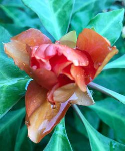 Close-up of red flower blooming outdoors