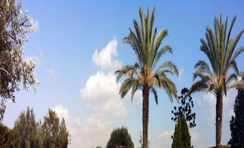 Low angle view of palm trees against blue sky