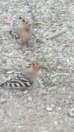 High angle view of bird on land