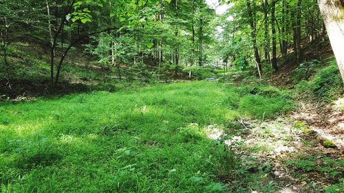 View of trees in forest