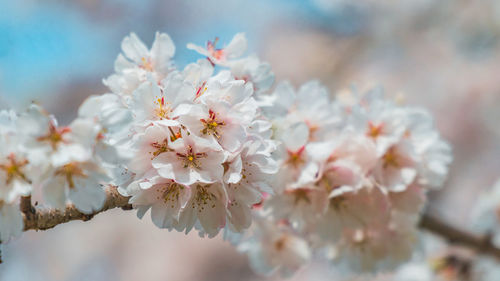 Close-up of cherry blossom