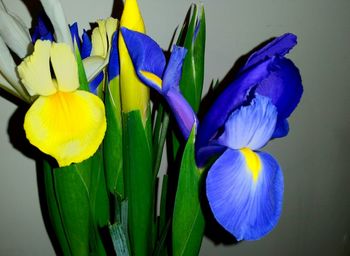 Close-up of yellow flower