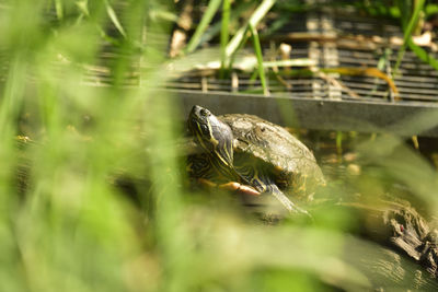 Close-up of frog swimming in water