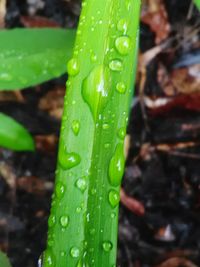 Close-up of leaves on leaf