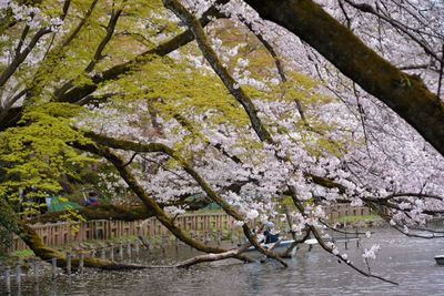 View of cherry blossom by river