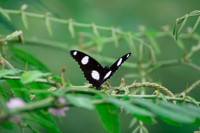 Close-up of butterfly on flower