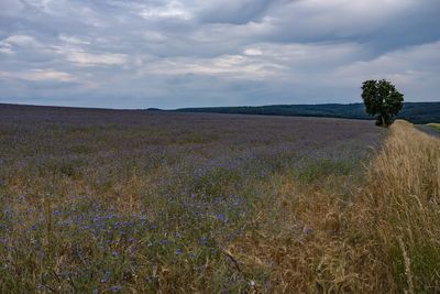 Scenic view of field against sky