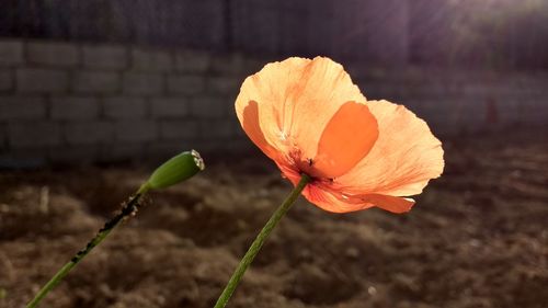 Close-up of flower against blurred background