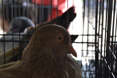 Close-up of bird in cage