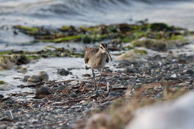 View of a bird on beach