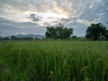 Scenic view of agricultural field against sky