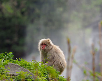 Monkey looking away on tree