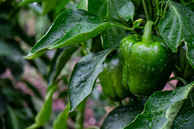 Close-up of wet leaves on plant during rainy season